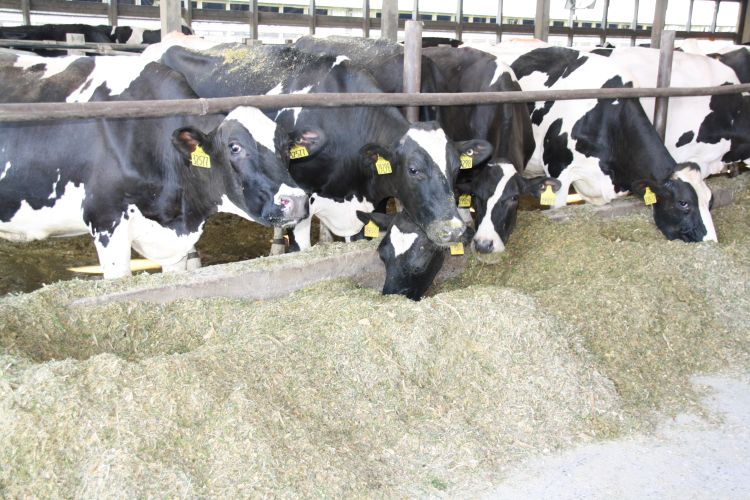 Dairy cows eating hay