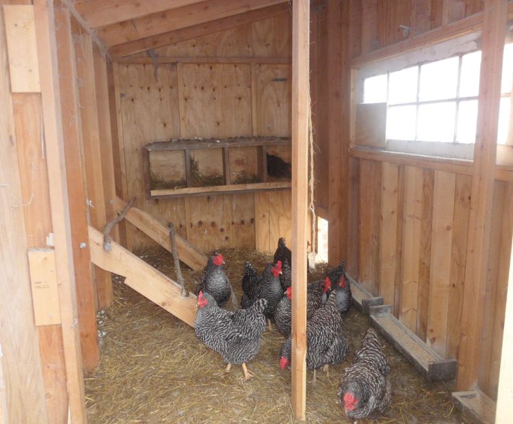 A group of chickens in a chicken coop