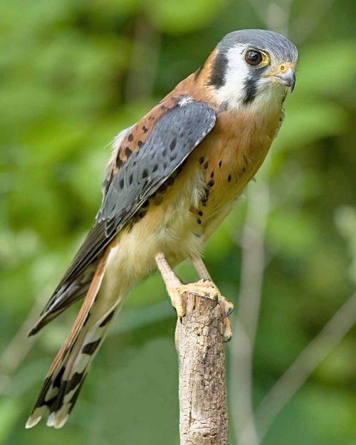 A male American kestrel. Providing nesting boxes for kestrals, which are known to feed on smaller, fruit-feeding birds, is a long-term strategy for reducing populations of birds that cause damage and crop loss on fruit farms. Photo: Greg Hume.