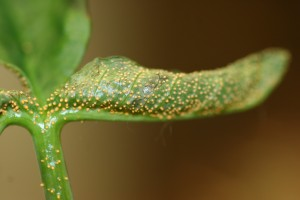 Rust diseases, Other