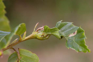 Be on the lookout for Asian chestnut gall wasp