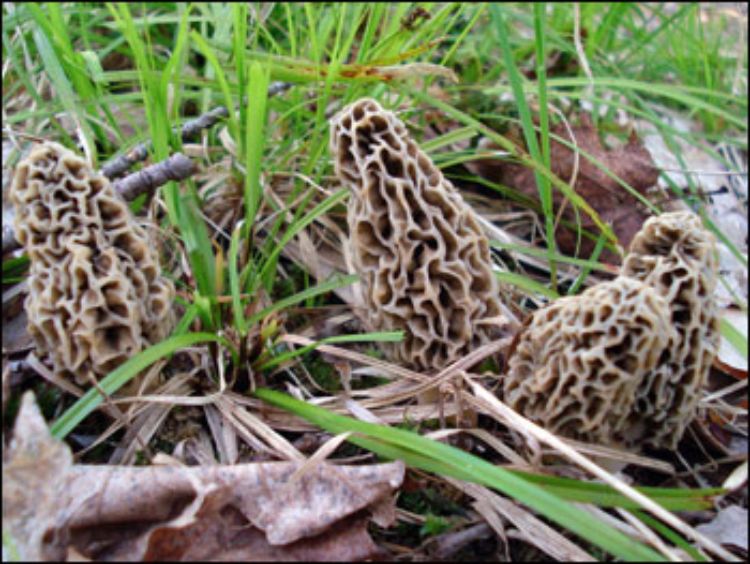 Morel Mushroom Photo credit: Michigan.gov