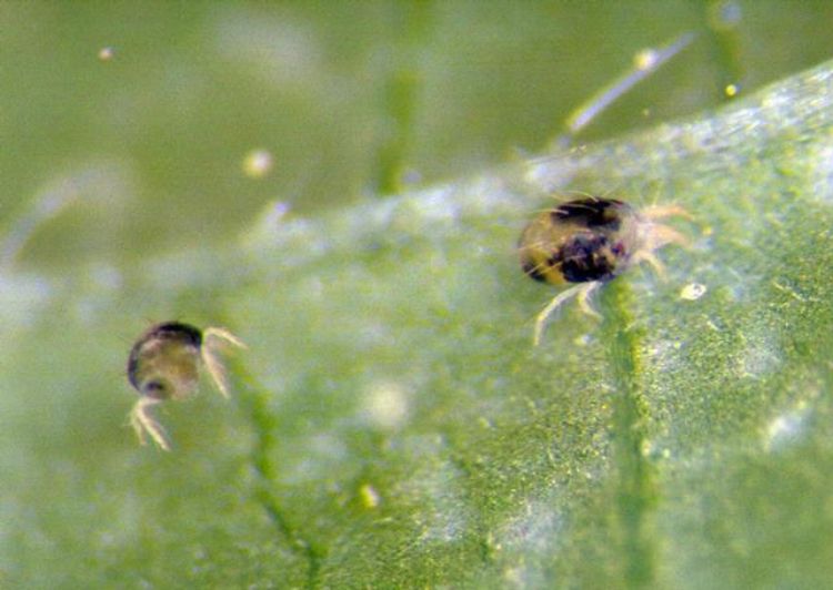 Twospotted spider mites