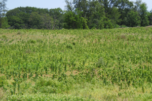 Soybean production lessons learned from the 2019 growing season