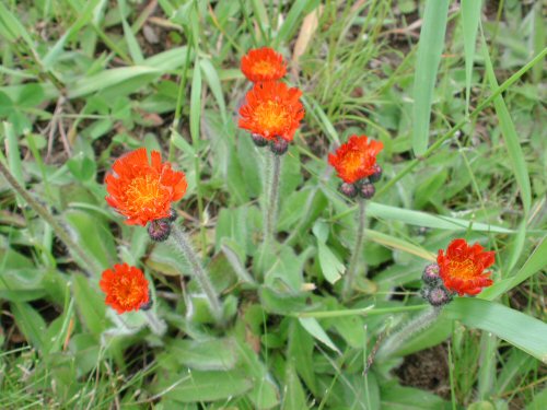  orange hawkweed3.jpg 