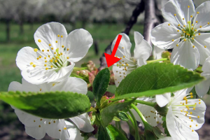 Cherry leaf spot: Balancing the need to prevent early infections with bee safety