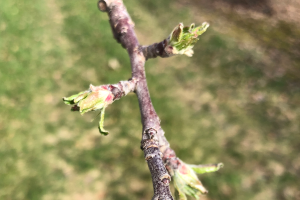Grand Rapids area tree fruit update – April 23, 2019