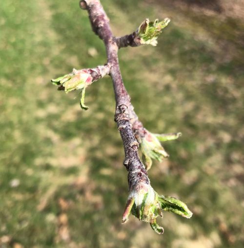 Apple buds in the half-inch stage