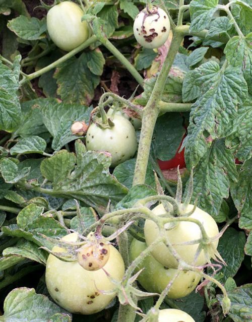 Tomato fruit impacted by bacterial canker. Also note necrosis and curling upward of leaf edges. Photo: Marissa Schuh, MSU Extension.