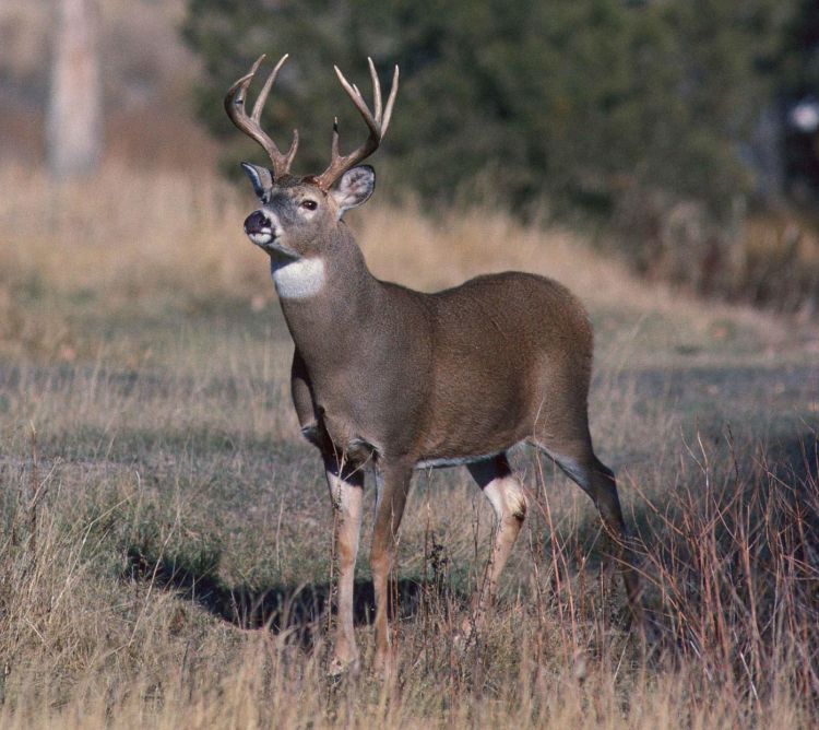 A white tailed buck standing in a field.
