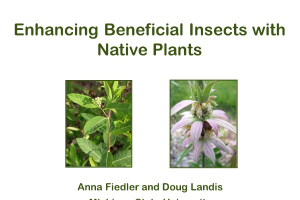 Enhancing Beneficial Insects with Native Plants