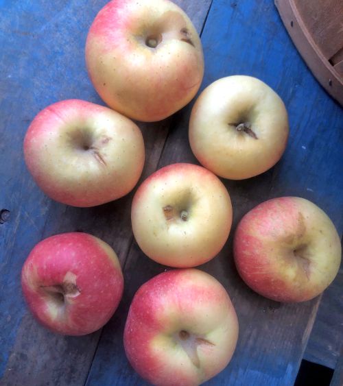 Mature Gala fruit showing stem end cracking and limb rub damage