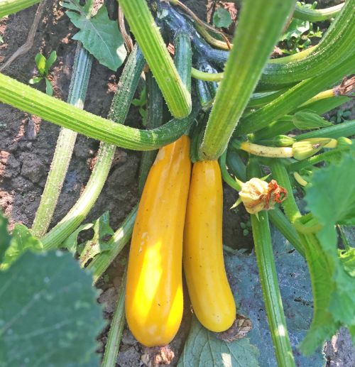 Yellow summer squash