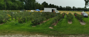 West central Michigan small fruit update – July 27, 2021