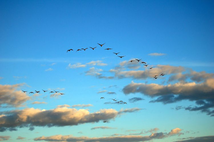 Watching birds migrate can be a great outdoor 4-H activity for youth.