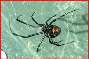Northern Black Widow Spider (Latrodectus variolus)