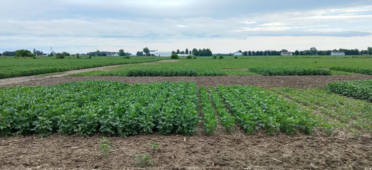 Soybean research plots.