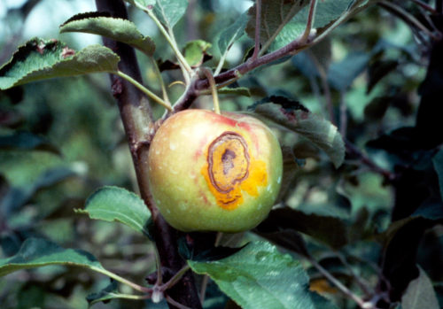 A dark green border forms around the yellow to orange lesions as they age.