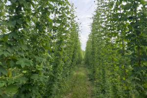 Michigan hop crop report for the week of July 18, 2022