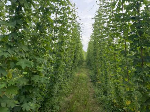 MI Chinook Hops