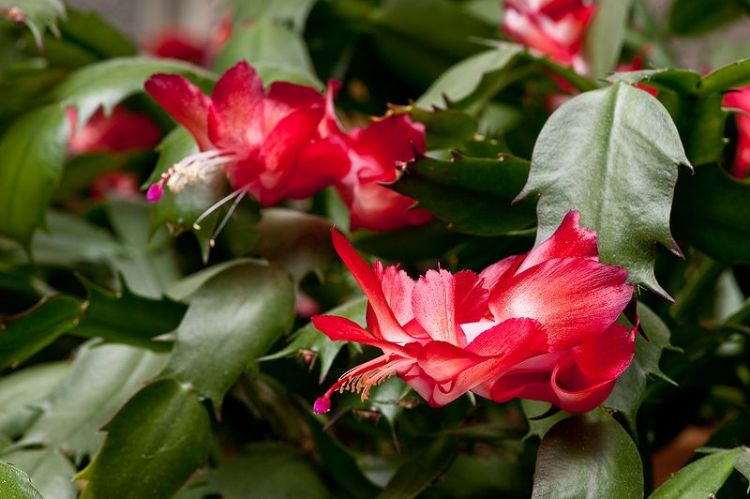Christmas cactus. Photo by Dwight Sipler, Wikimedia Commons