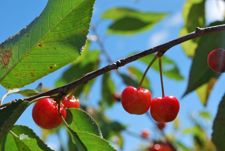 Clarksville Research Center cherries