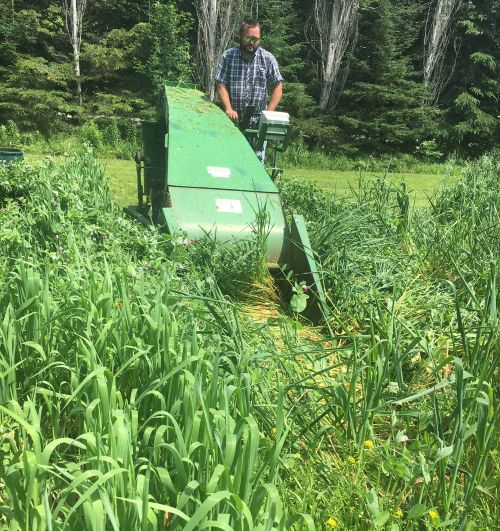 Pea and oat trial at a cooperating farm in Michigan's Upper Peninsula in 2017. Photo by Monica Jean, MSU Extension.