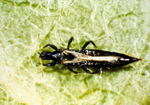  Adult is slender, sharply pointed, blue-black with silvery wings that are held over the abdomen. 
