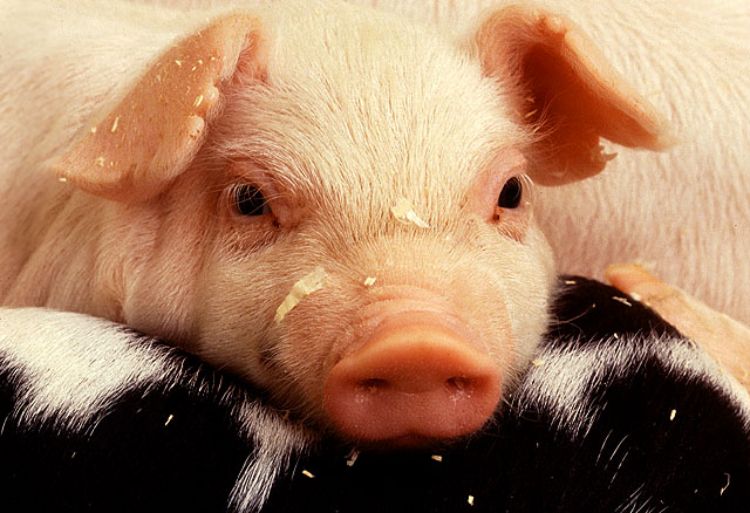 A picture of a piglet.