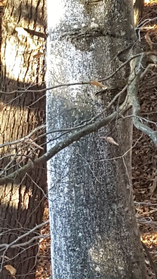 Is It Beech Bark Disease Msu Extension