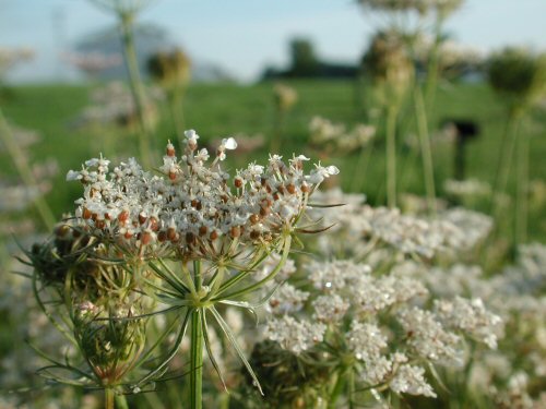  wild carrot4.jpg 