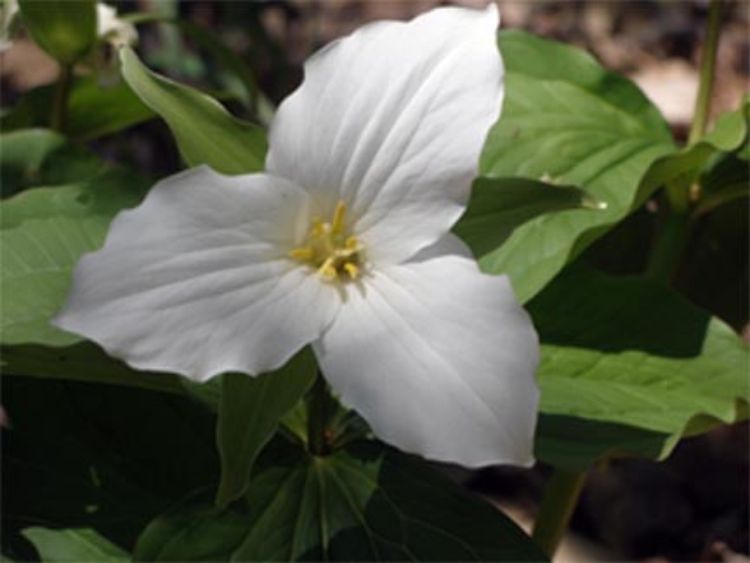 Trilliums are a common and favorite wildflower signaling the arrival of spring in Michigan. Photo: Mary Bohling, Michigan Sea Grant Extension