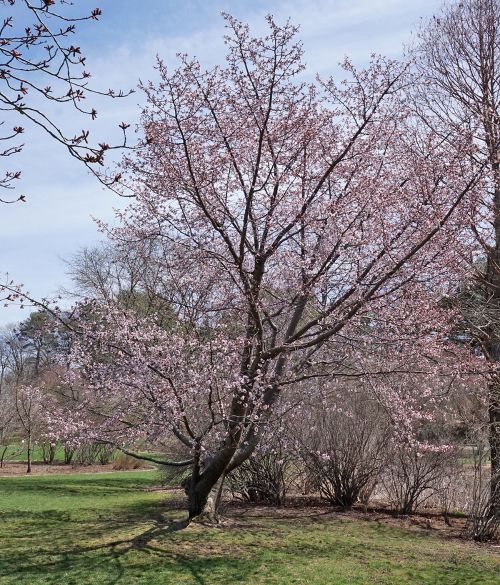 All-season trees: Sargent Cherry - MSU Extension