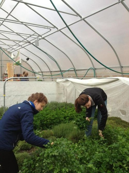Students in the RISE program harvest from one of the group's hoop houses on campus