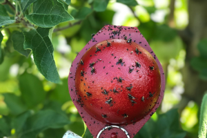 Grand Rapids area tree fruit update – July 21, 2020