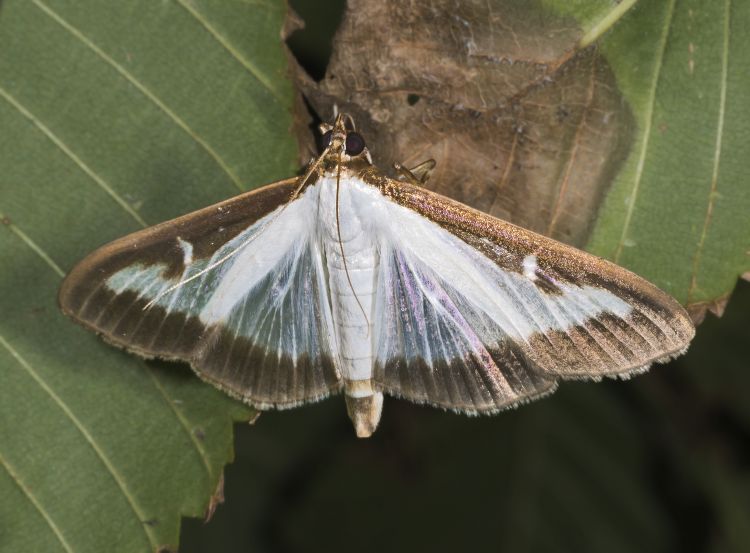 Box tree moth adult.