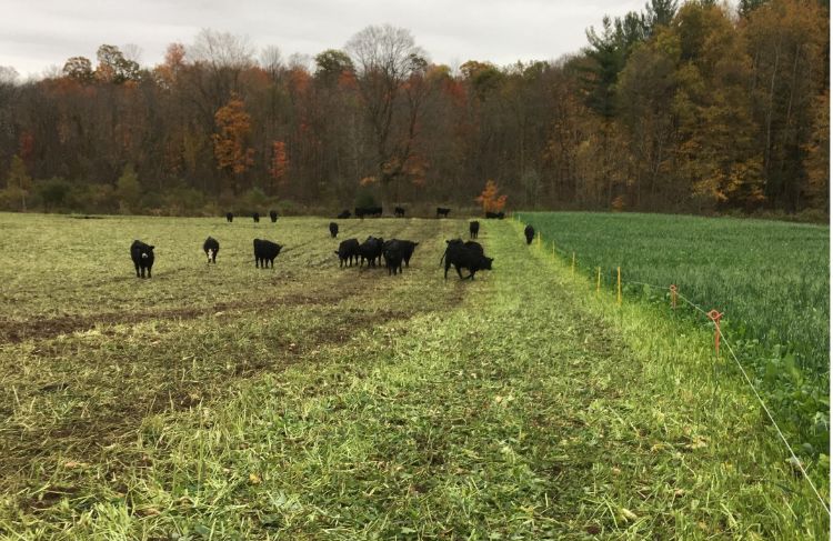 Cows in pasture