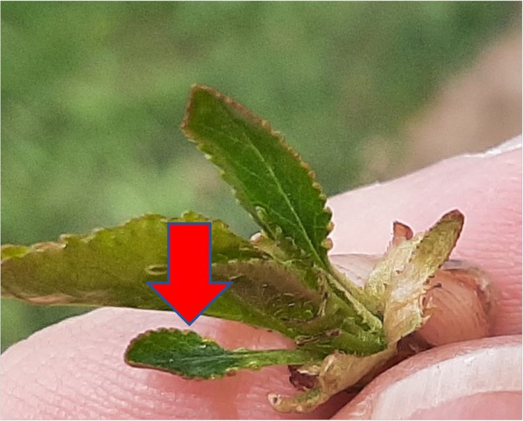 Expanded tart cherry bract leaves