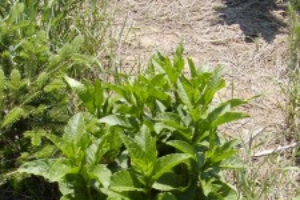 Pokeweed – Phytolacca americana