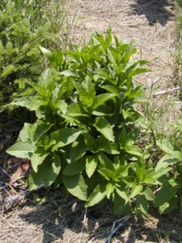 pokeweed plant