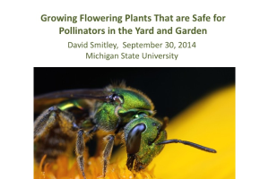 Growing Flowering Plants that are Safe for Pollinators in the Yard and Garden