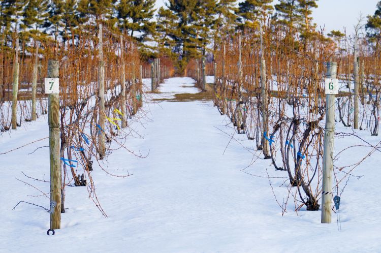 The 2014-15 winter injured grape buds in northern Michigan vineyards. Photo credit: Duke Elsner, MSU Extension