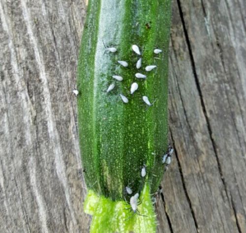 Zucchini with squash bug nymphs