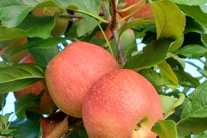 Southwest Michigan apple maturity report – Sept. 8, 2021