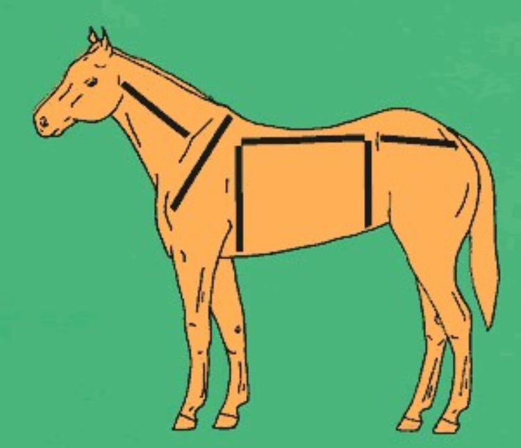 This drawing shows how you can divide the horse into three areas in order to determine balance. Photo from eXtension.
