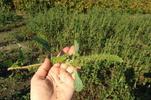 Suspect herbicide resistance? Submit weed seeds for screening