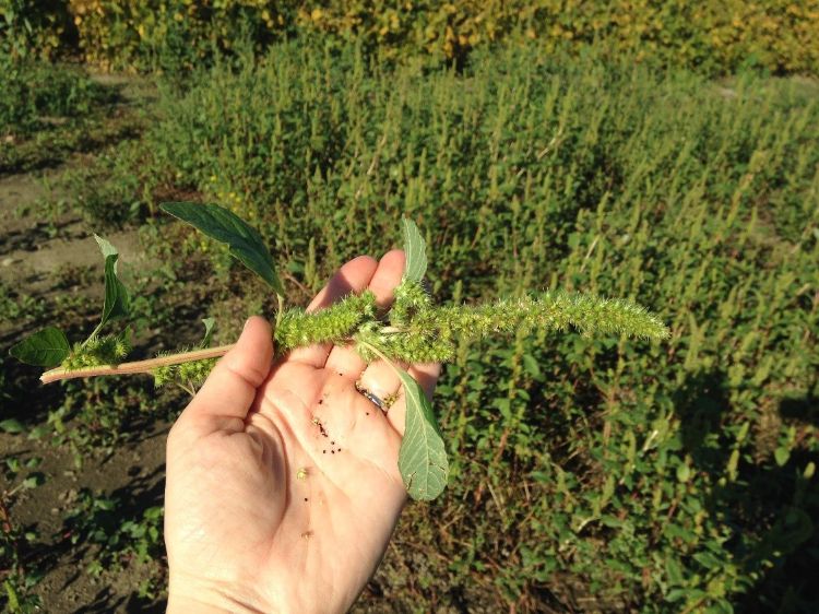 black seeds of Powell amaranth