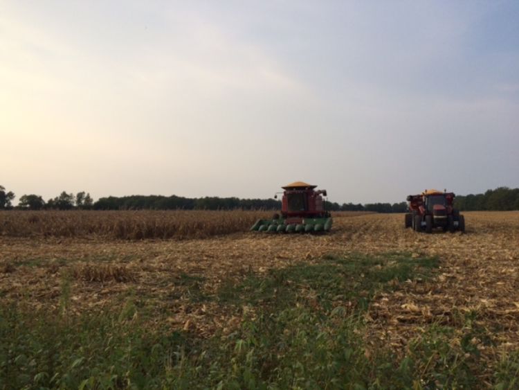 Combines harvesting corn in a corn field.