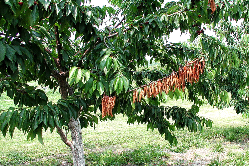  Infected branches will wilt and die. 