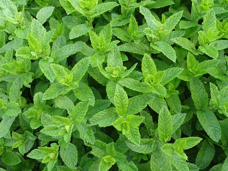 Fresh peppermint plants